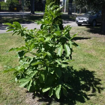 Piotrków Tryb.: zakwitły kasztany przyjaźni