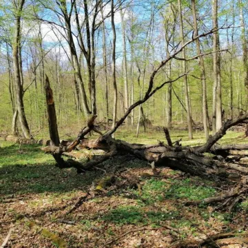 Propozycja na majówkę: Rezerwat Przyrody Dębowiec