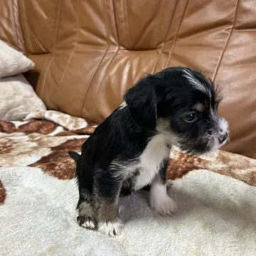 [AKTUALIZACJA] Te pieski czekają na kochające domy