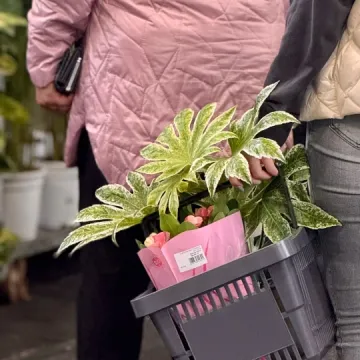 Jesienna edycja Festiwalu Roślin w Radomsku