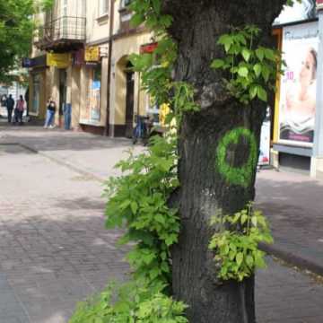 Drzewa na ulicy Reymonta poszły pod topór