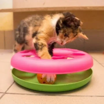 Adoptuj kotka za złotówkę