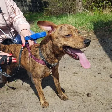 W schronisku w Radomsku bezpłatnie czipowano zwierzęta