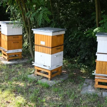 Piotrków Tryb.: rekordowy rok miejskiej pasieki