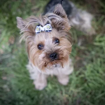 Tak było na Dniach Otwartych Funduszy Europejskich w Radomsku