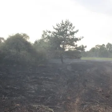 Pożar łąk na Dąbrówce 