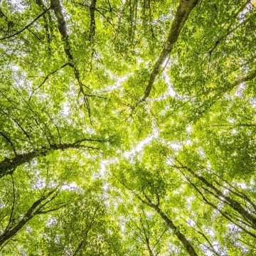 Zrównoważona gospodarka leśna a wspólna polityka rolna