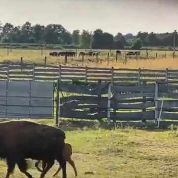 Rodzina bizonów-uciekinierów ma się dobrze i przebywa w Kurozwękach