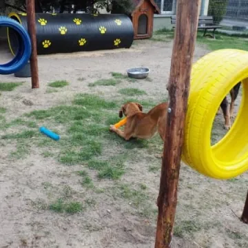 W schronisku dla zwierząt w Radomsku powstał Mini Dog Park