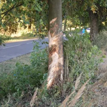 Śmiertelny wypadek w Orzechówku