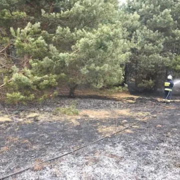 Pożar poszycia leśnego