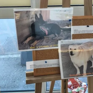 Finał akcji „Podaruj seniorowi domek”