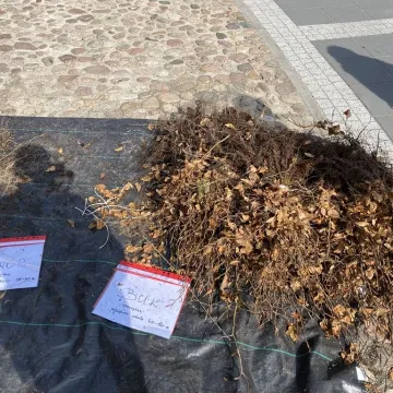 Zielone Radomsko. Darmowe sadzonki dla mieszkańców