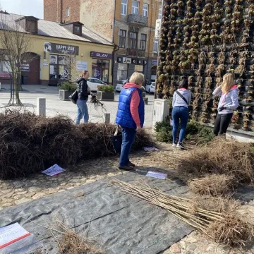 Zielone Radomsko. Darmowe sadzonki dla mieszkańców