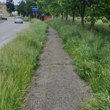 Mieszkańcy ul. Różanej skarżą się na niewykoszoną trawę