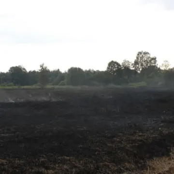 Pożar łąk na Dąbrówce 