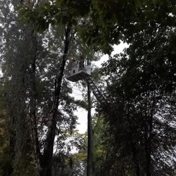 Brzoza w Parku Świętojańskim nie będzie już stwarzać zagrożenia