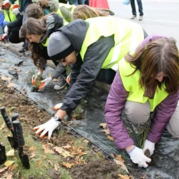 Róże na urodziny Radomska