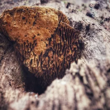 Leśne krajobrazy na plenerze fundacji „Foto POZYTYW”