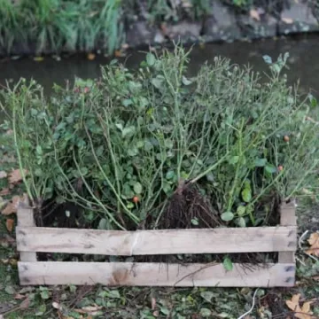 Róże na urodziny Radomska