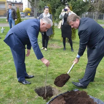 Piotrków Tryb.: zakwitły kasztany przyjaźni