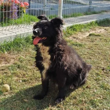 Podaruj seniorowi domek, by na zawsze merdał mu ogonek