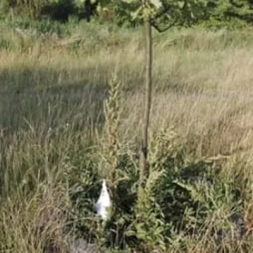 Bałagan na ścieżce do pomnika na Kopcu