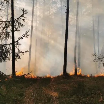 Spaliło się 10 ha poszycia leśnego