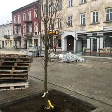 Na Reymonta pojawiły się drzewa