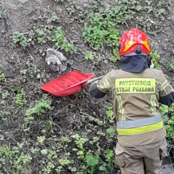 Sowa wyłowiona z Radomki