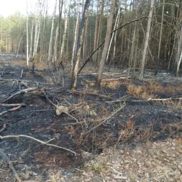 [WIDEO] Spłonęło 3,5 hektara poszycia w Szczepocicach Rządowych