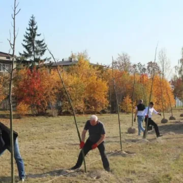 Sto drzew na stulecie