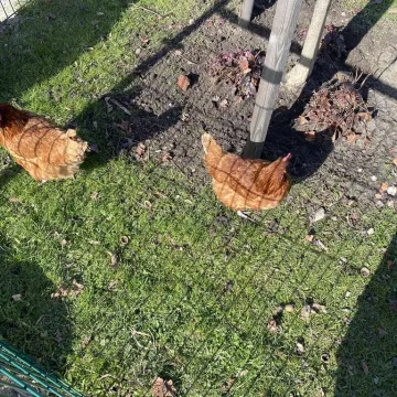 Zajączek ukrył się w PP nr 5 w Radomsku. Dzieci ruszyły na poszukiwania