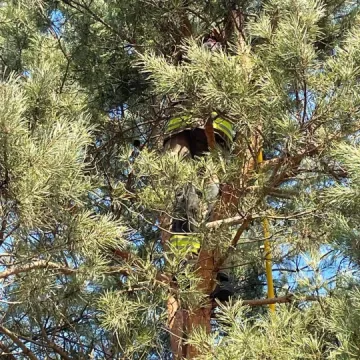 Kocia interwencja strażaków w Pławnie
