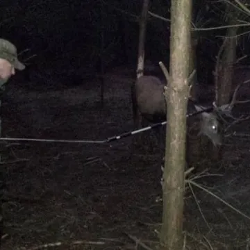 Leśnicy uratowali jelenia