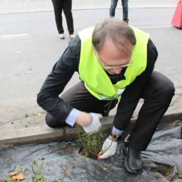Róże na urodziny Radomska