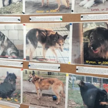 Finał akcji „Podaruj seniorowi domek”