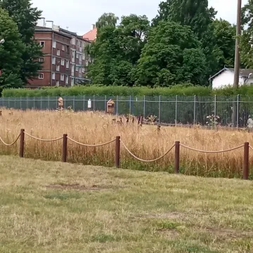 Betonoza kontra łąki kwietne