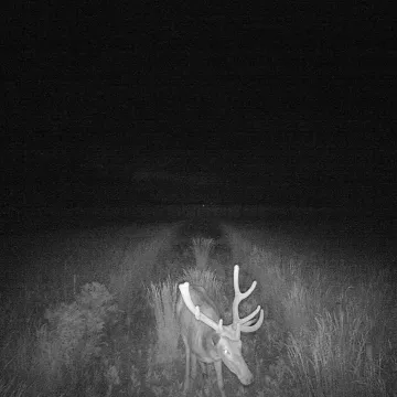 Zobacz co zarejestrowały fotopułapki Generalnej Dyrekcji Dróg Krajowych i Autostrad