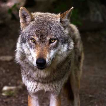 Atak wilka w gminie Kodrąb