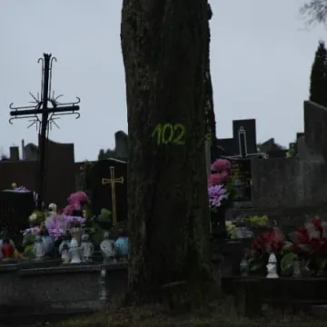 Wielkie liczenie drzew …