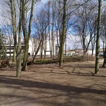 Wiatr powalił drzewa w parku Świętojańskim