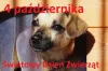Akcja adopcja za złotówkę w Światowy Dzień Zwierząt 