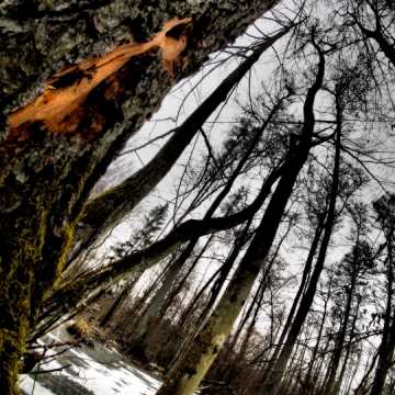 Leśne krajobrazy na plenerze fundacji „Foto POZYTYW”