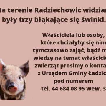 Trzy świnki błąkają się po Radziechowicach (gmina Ładzice)