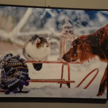 Cztery łapy w obiektywie 