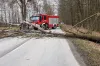 Wiatr powalił drzewo. Interweniowali strażacy