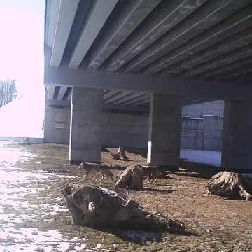 Zobacz co zarejestrowały fotopułapki Generalnej Dyrekcji Dróg Krajowych i Autostrad