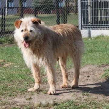 Podaruj seniorowi domek, by na zawsze merdał mu ogonek