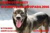 Darmowe czipowanie i adopcja za złotówkę!